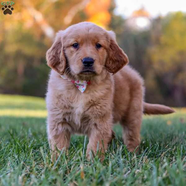 Honey, Golden Retriever Puppy